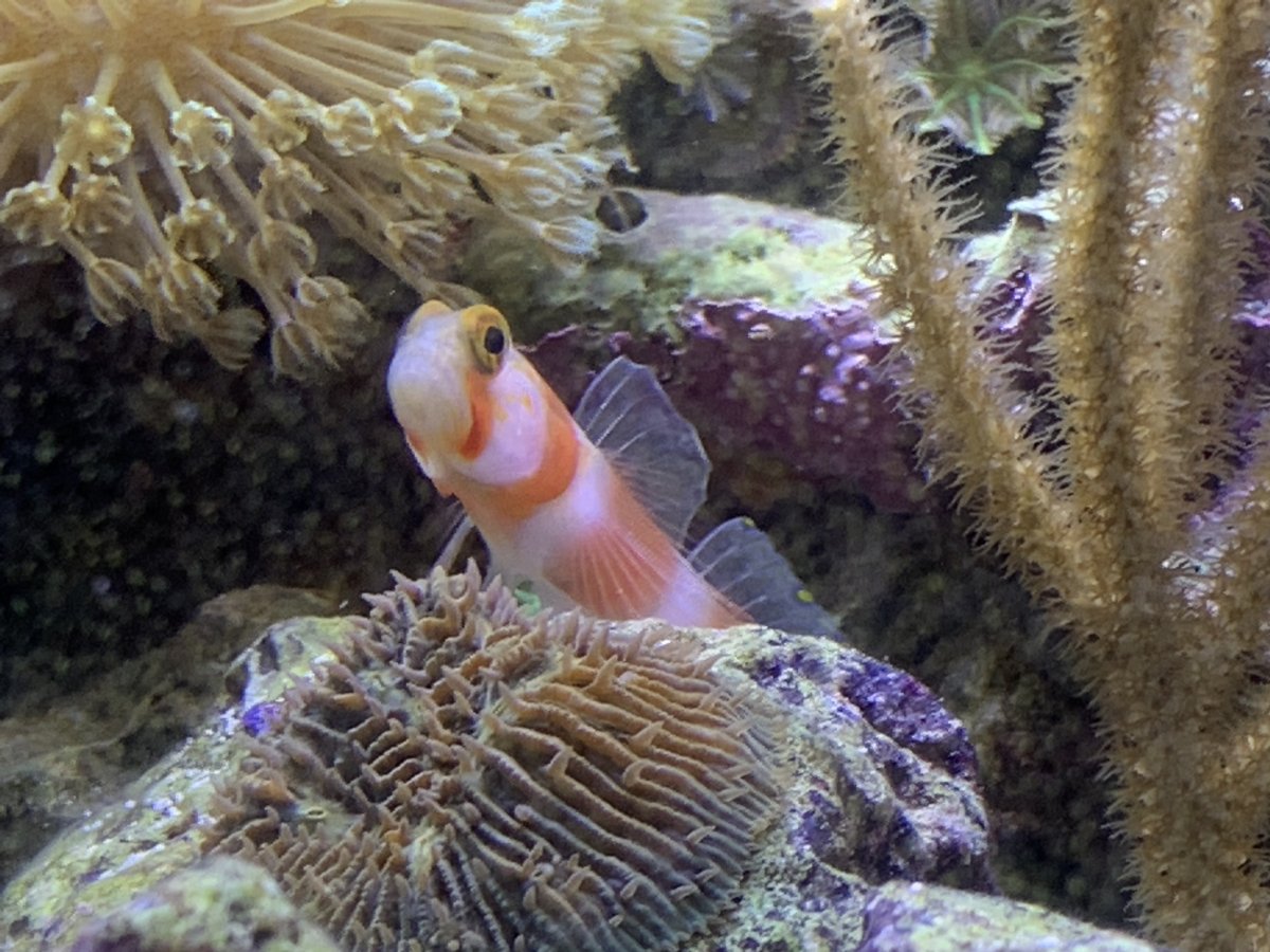 Favorite Picture of your fish, let me see them! | Reef2Reef