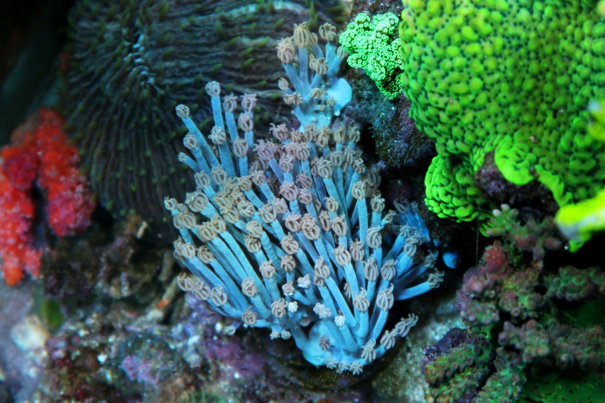 Jul 2020 POTM- Blue coral | Reef2Reef