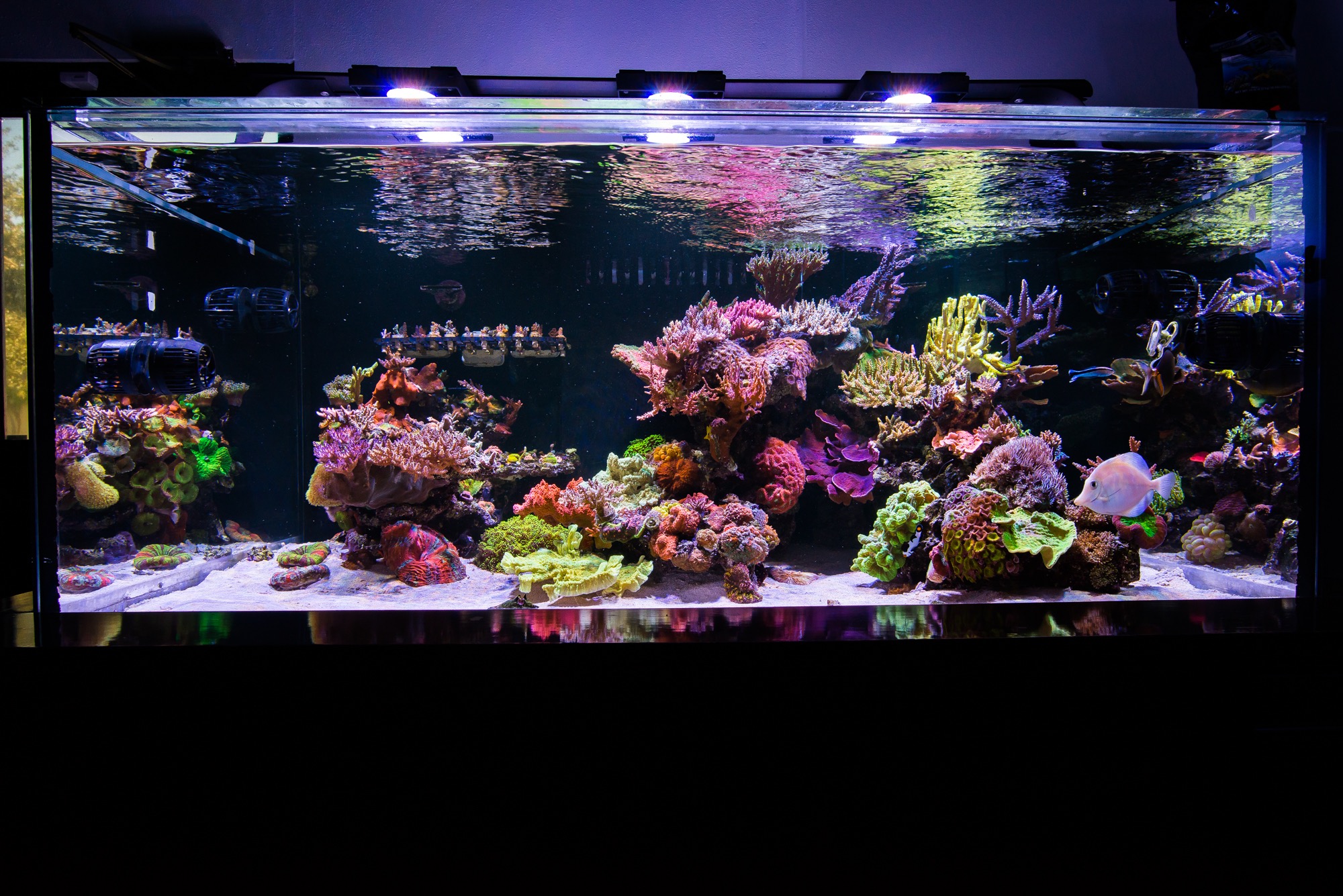 Tank Parameters Of Some Masters | REEF2REEF Saltwater and Reef Aquarium ...