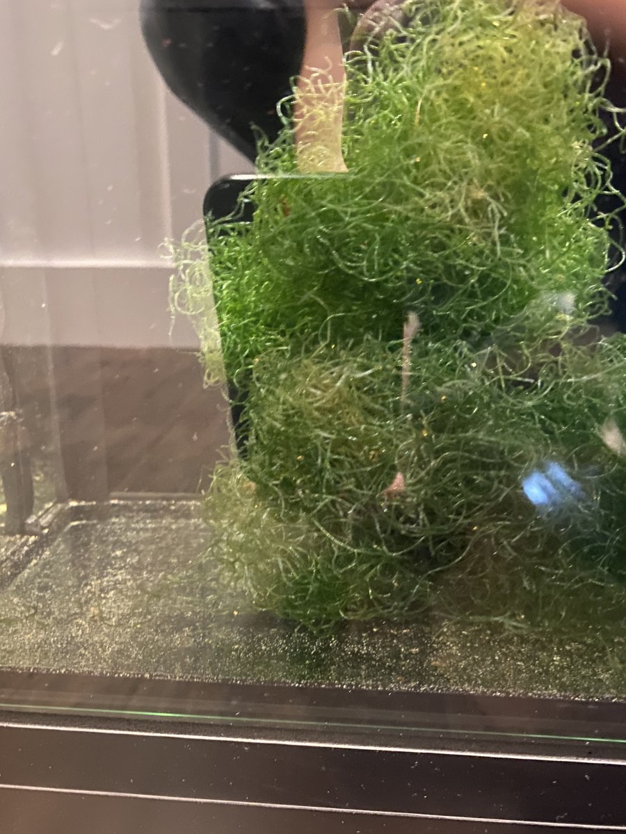 Chaeto (1st time) | Reef2Reef