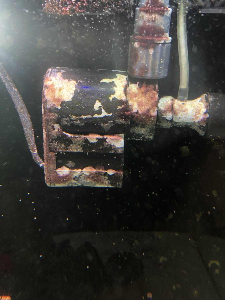Red algae on protein skimmer. | Reef2Reef