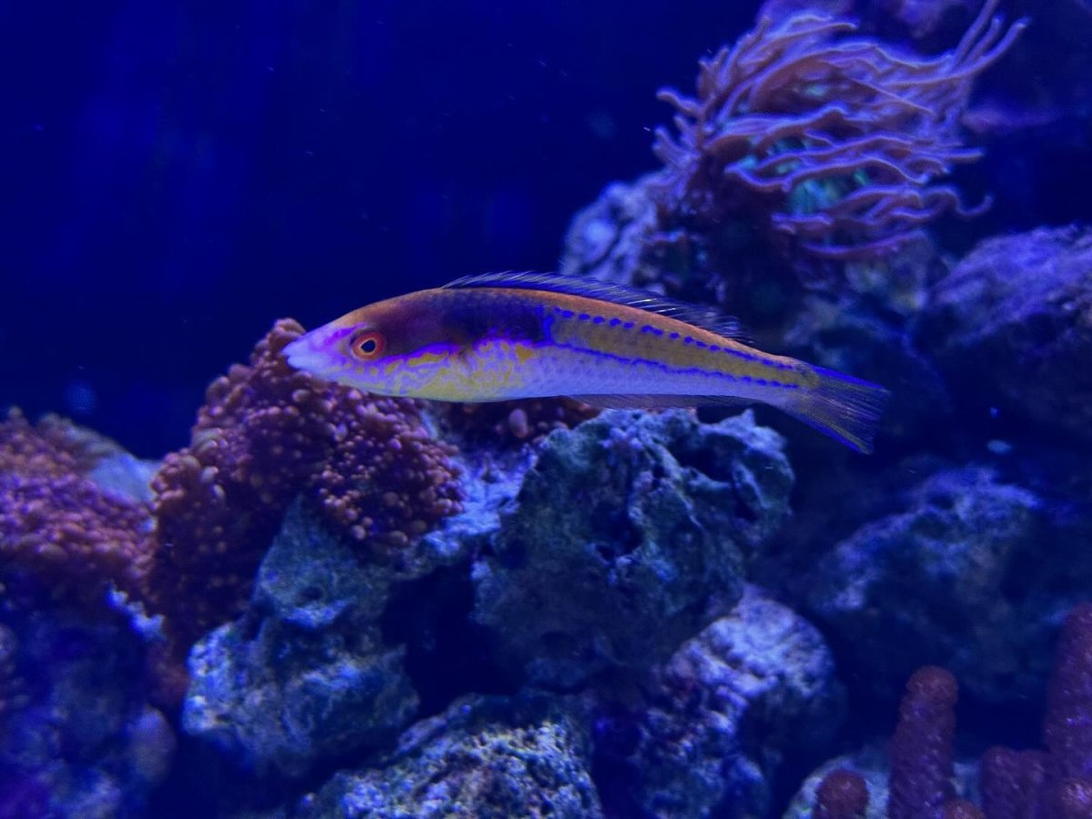 What is the most unique fish you have in your tank? | Page 2 | Reef2Reef