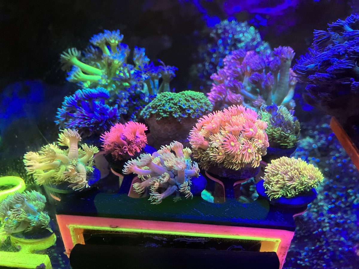 POLL - Best of the Best: Who has the most beautiful tank you've ever ...