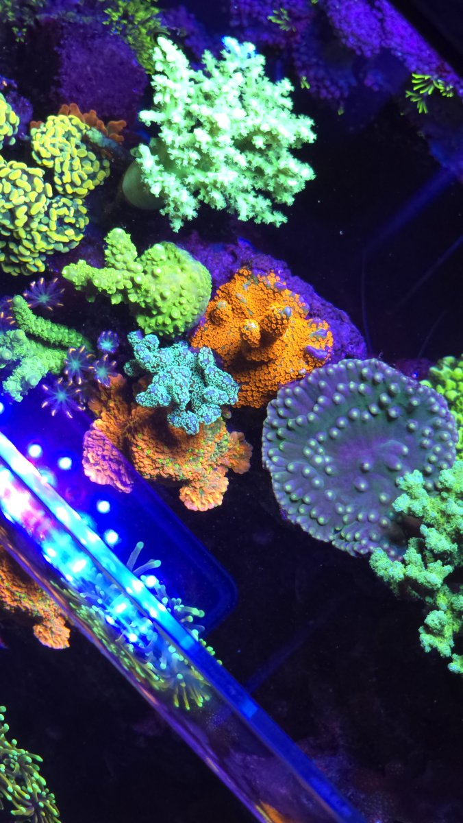 The Bait Box is 1 year old 😁 | Reef2Reef