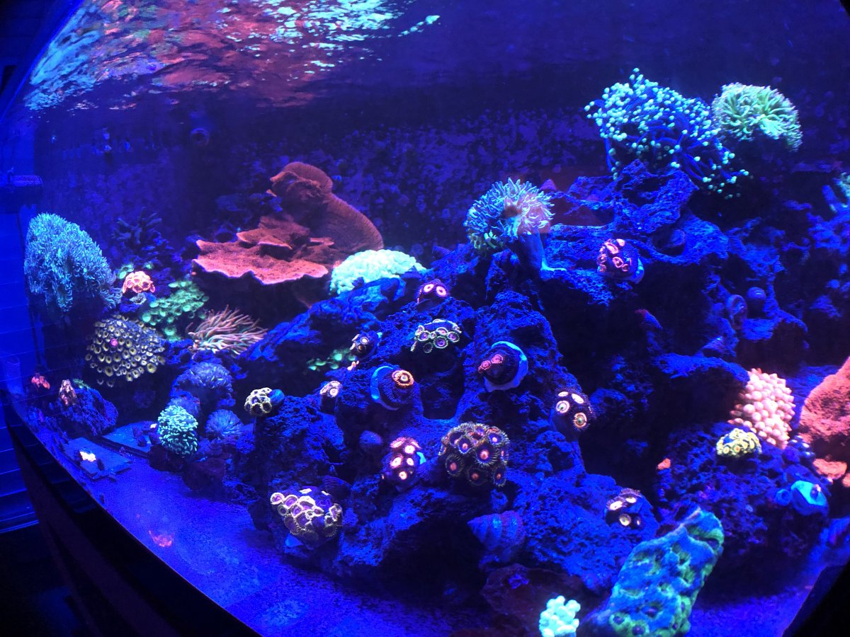 Let's see your FRIDAY FTS!! Post 'em here! | Page 39 | REEF2REEF ...