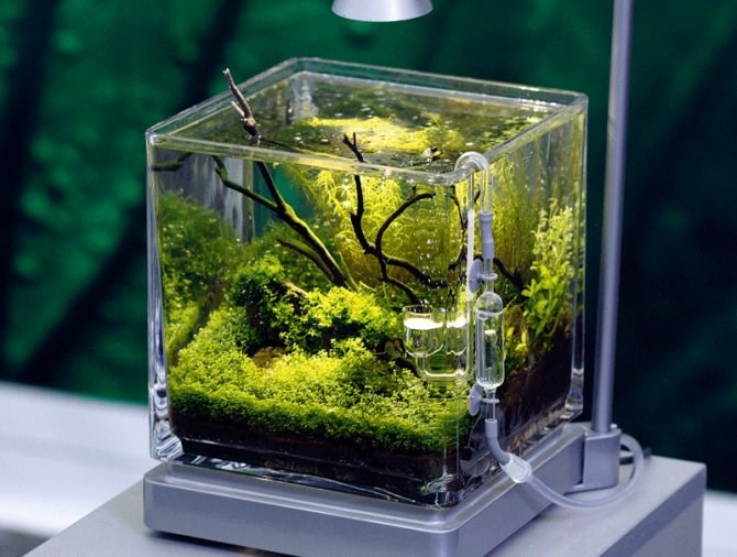 Pico tank shop fish freshwater