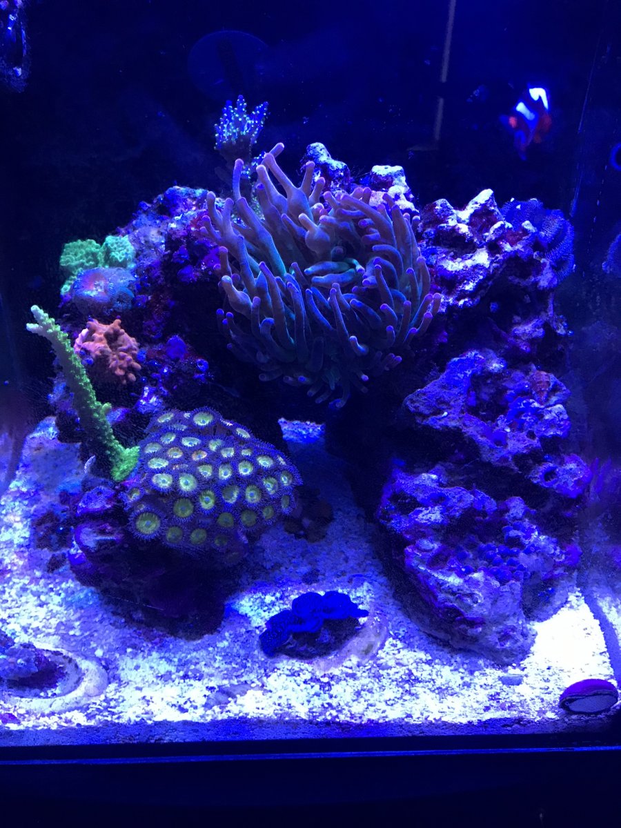 Show me your AI powered reefs! | Reef2Reef