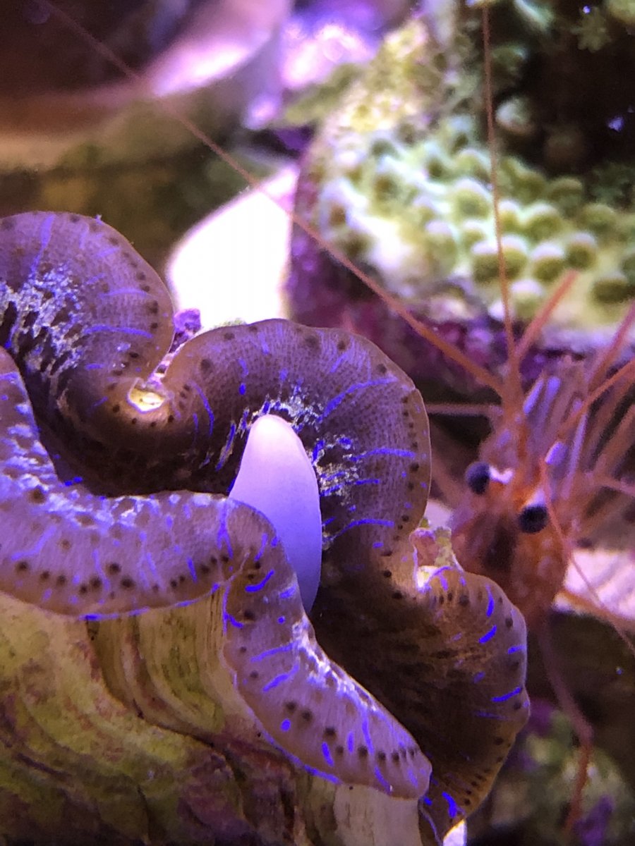 Uhm, what the heck is coming out of my clam’s mouth? | Reef2Reef