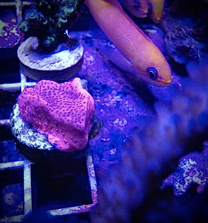 Surprise! Fish that I forgot were in these old pictures and a couple of ...