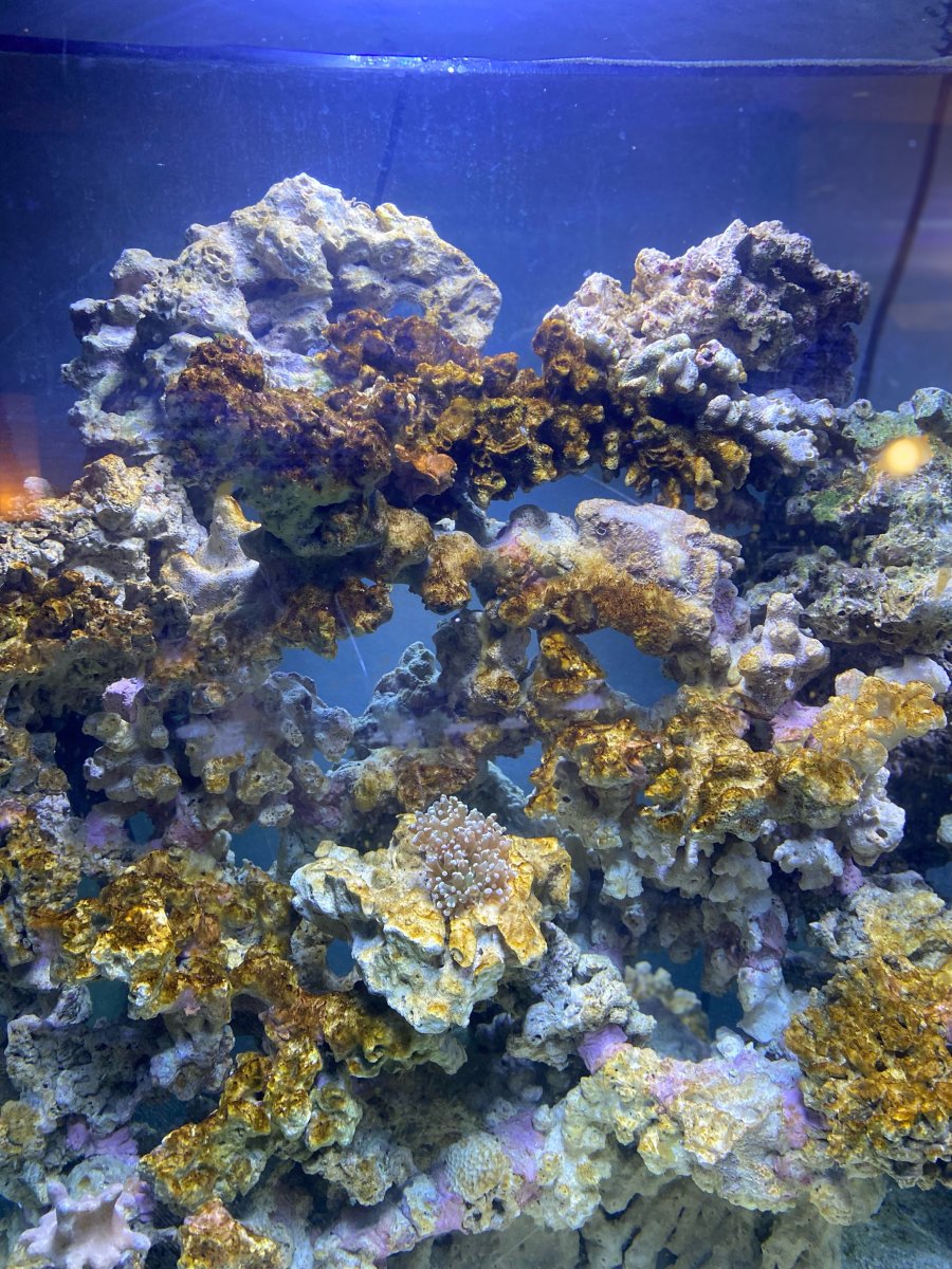 brown alge | REEF2REEF Saltwater and Reef Aquarium Forum