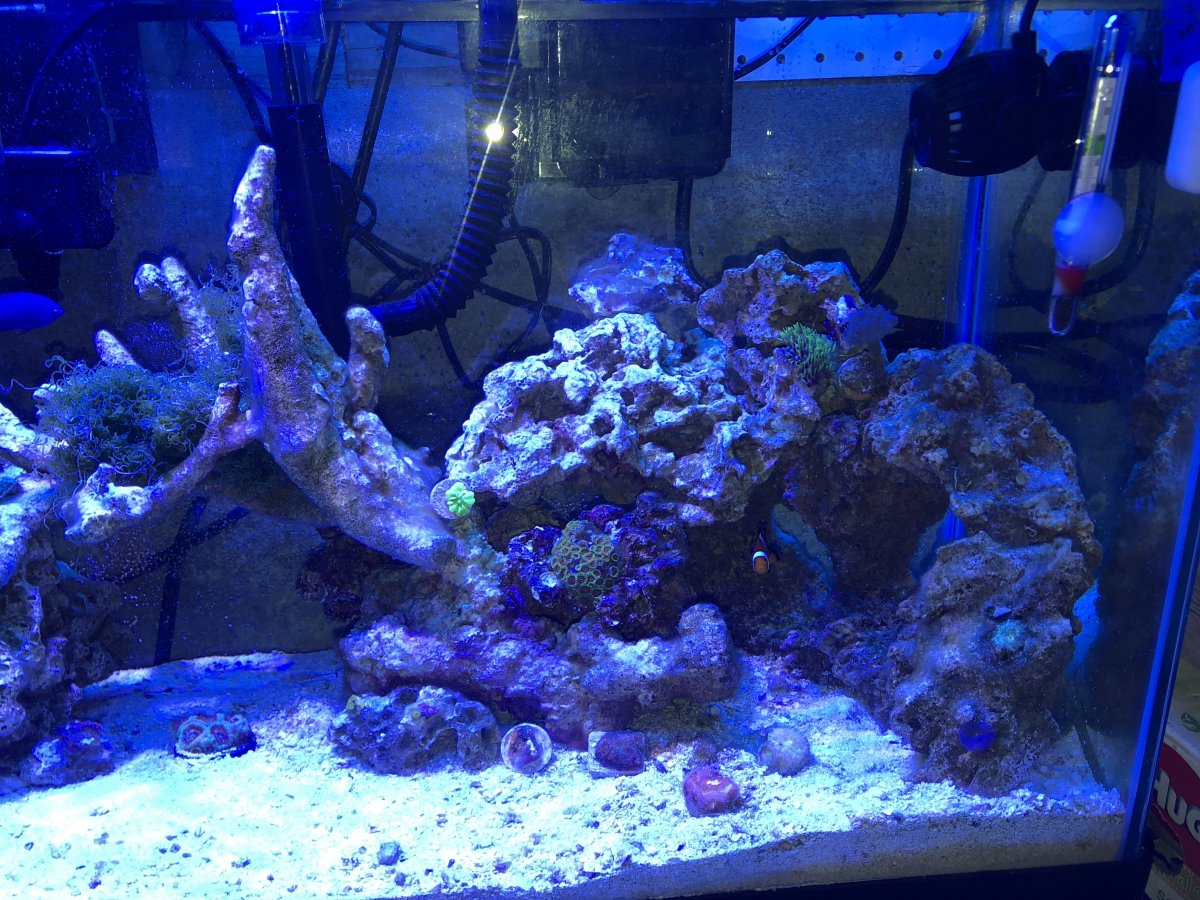 Coraline Algae In bottle | REEF2REEF Saltwater and Reef ...