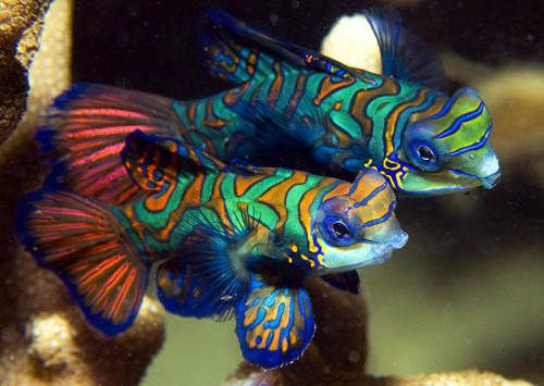 List of fish that can be kept in pairs or groups | Reef2Reef