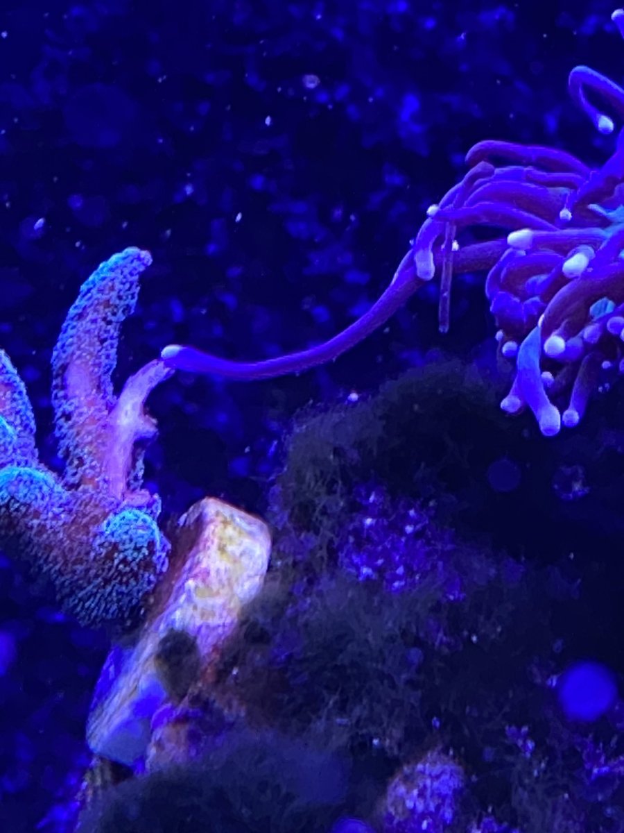 POLL - Waging War: Have you ever witnessed coral warfare in your reef ...