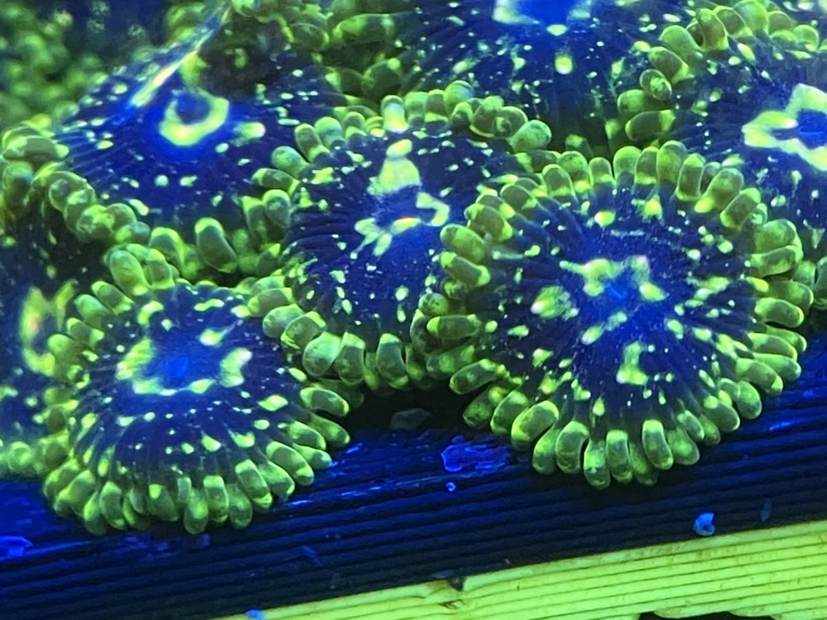 4F9EE633-59DB-4077-A7D7-E232E47FDAA0.jpeg