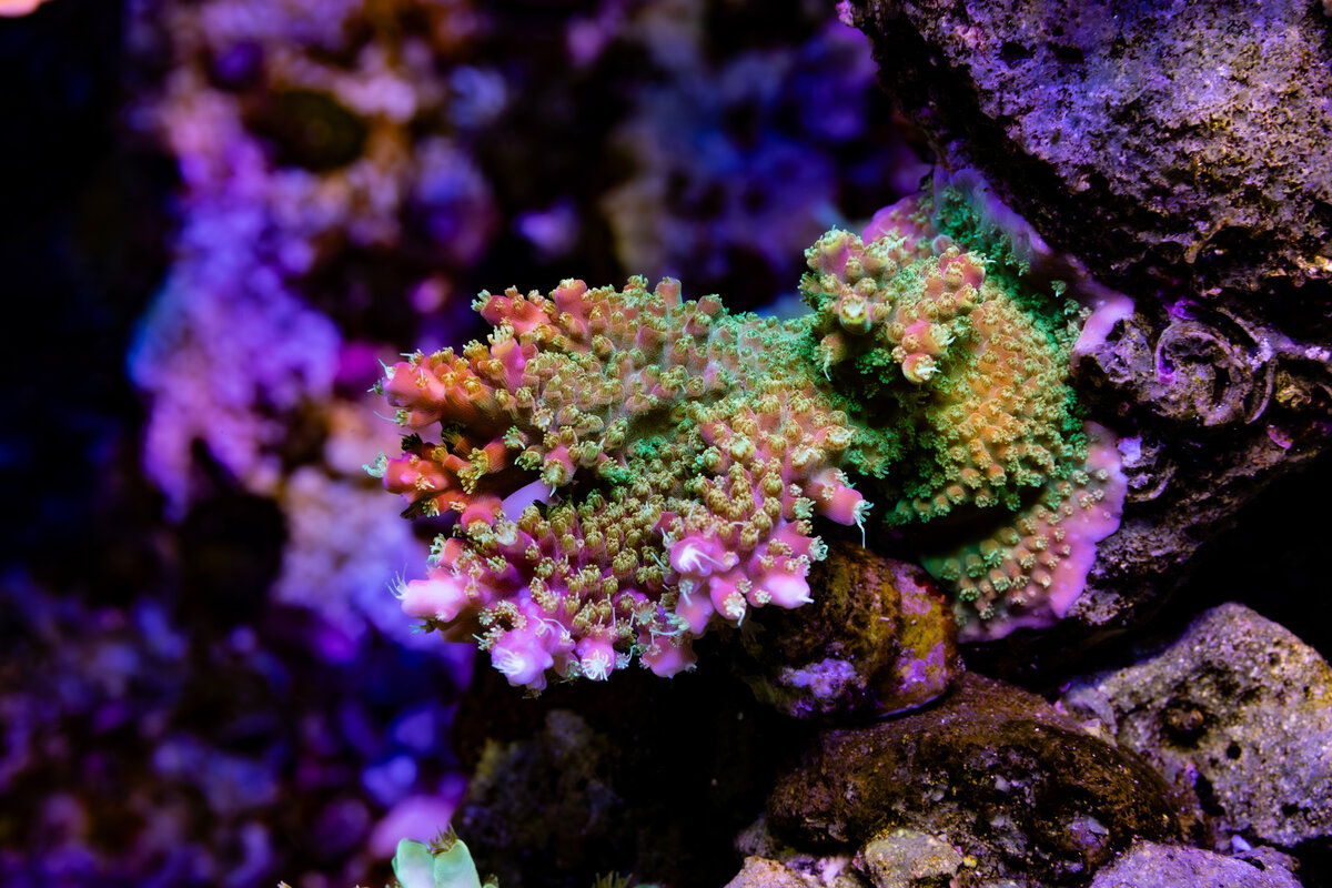4J9A0273-2.jpg