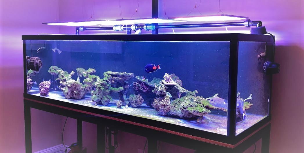 bakke overførsel nuttet ATI Straton LED Light - Comments, Review, PAR, Coverage, Discuss... |  REEF2REEF Saltwater and Reef Aquarium Forum
