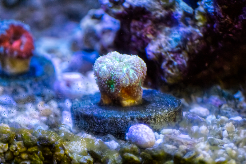 5-frag.jpg