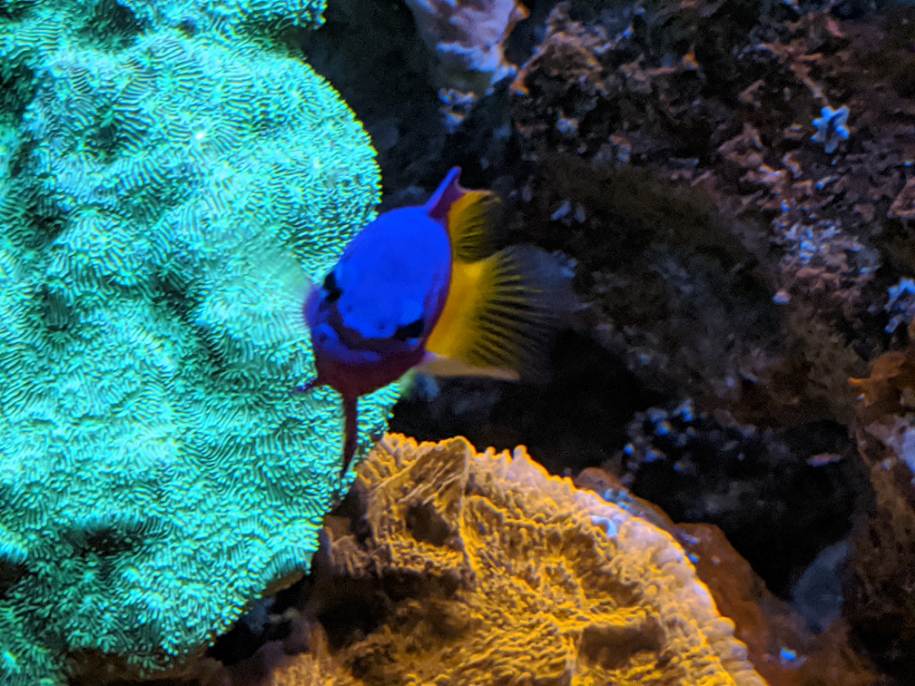 Build Thread - GoVols: Red Sea S-400 | Page 148 | REEF2REEF Saltwater ...