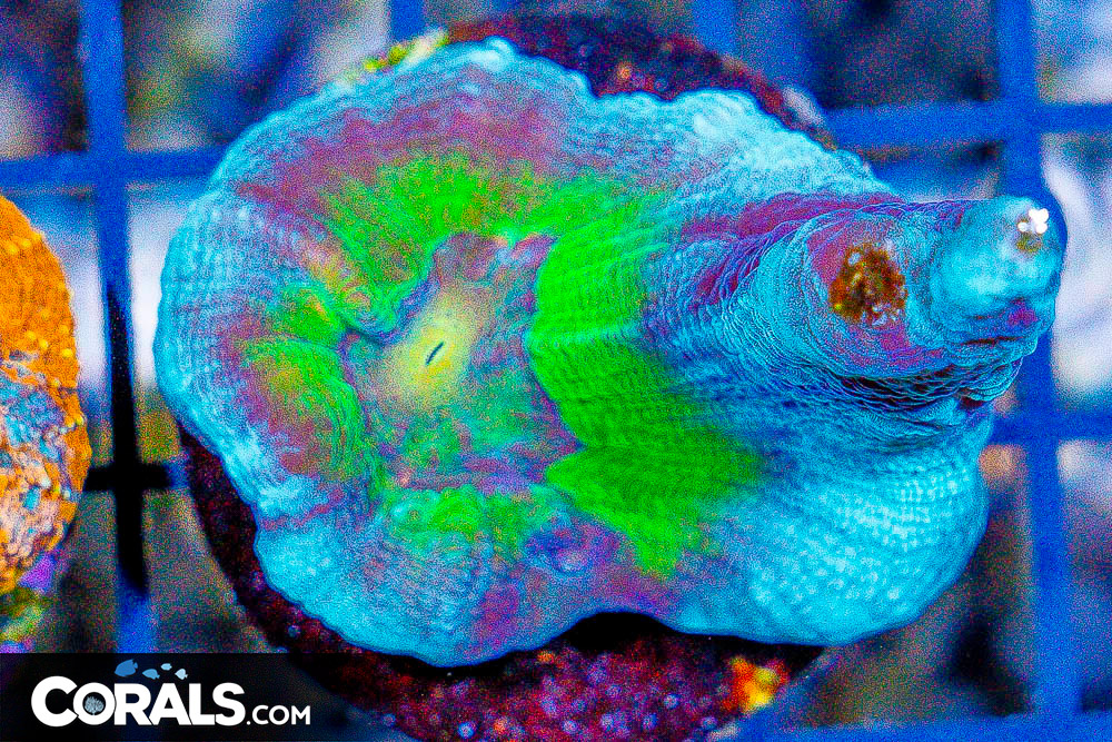 **CRAZY Rainbow Lord Frags! All New Frags & Frag Packs Update!** New ...