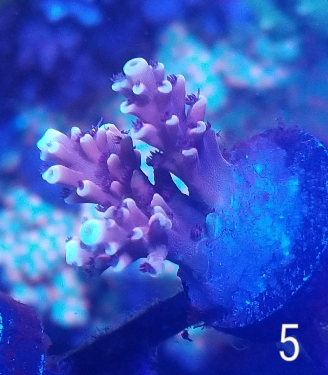 Texas - RRC Pink Cadillac - Reef Raft Canda - SPS Frags | REEF2REEF ...