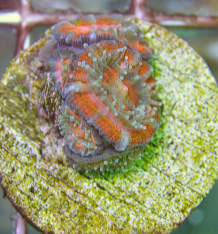 5 polyp highlighter.jpg