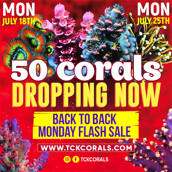 50 CORALS DROPPING NOW 600 x 600 BACK TO BACK.png
