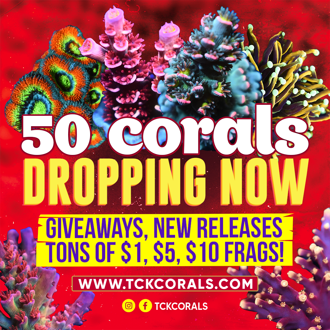 50 CORALS DROPPING NOW Social Media Post Square 1080 x 1080.png