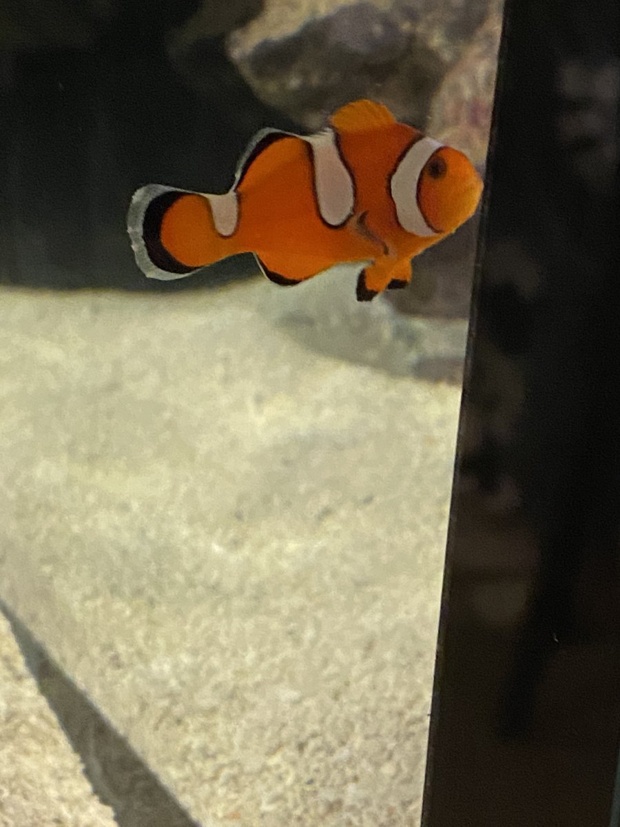 Petsmart clownfish top
