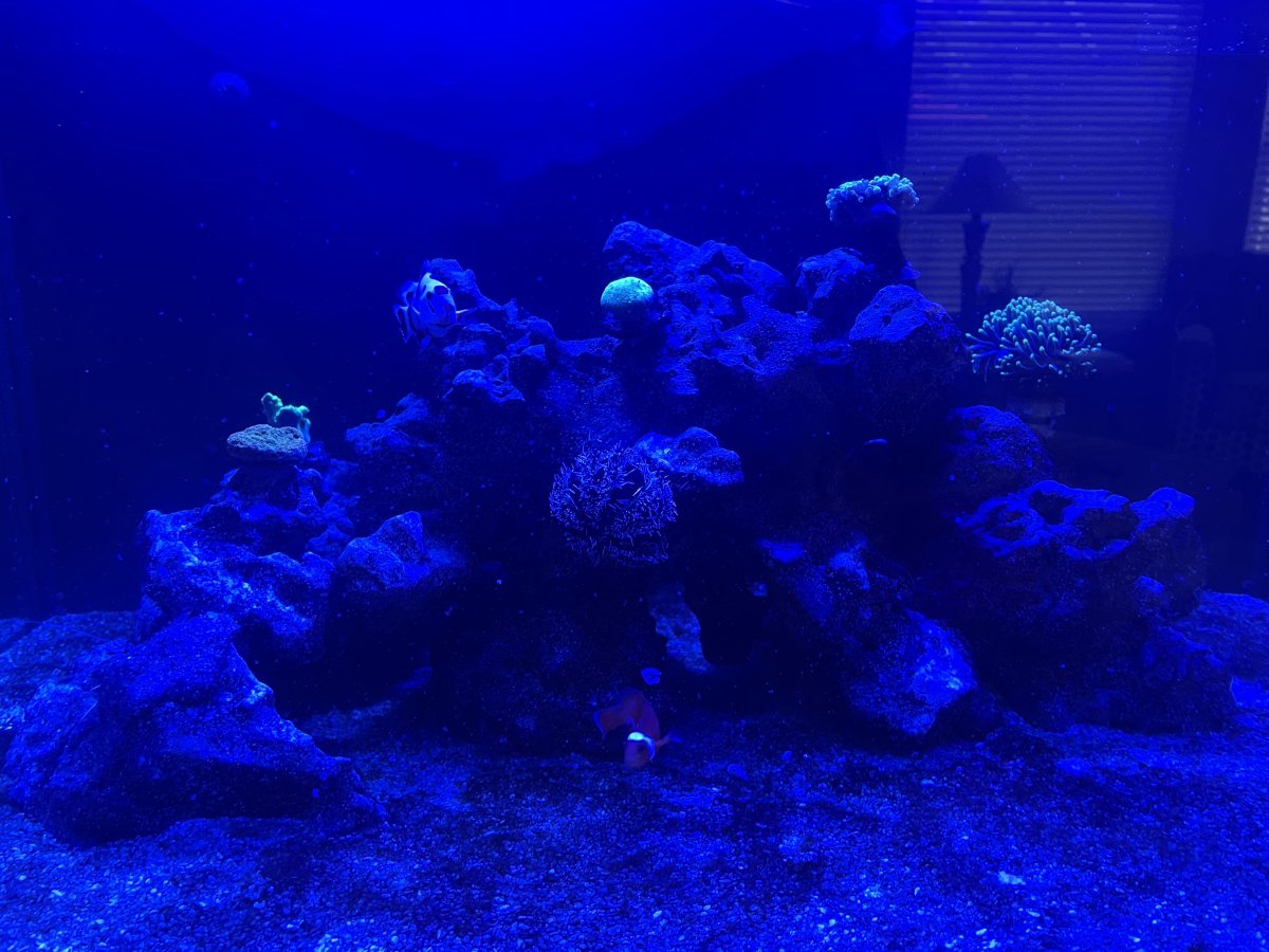 50g_2.jpg
