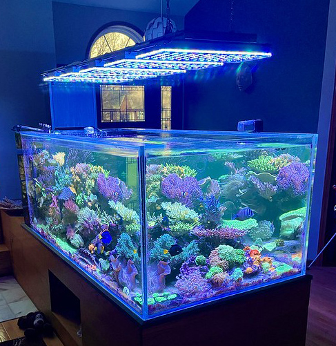 Reef tank lighting discount