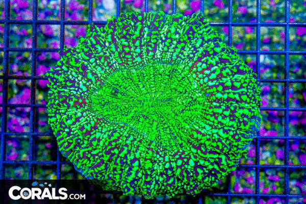 52.jpg
