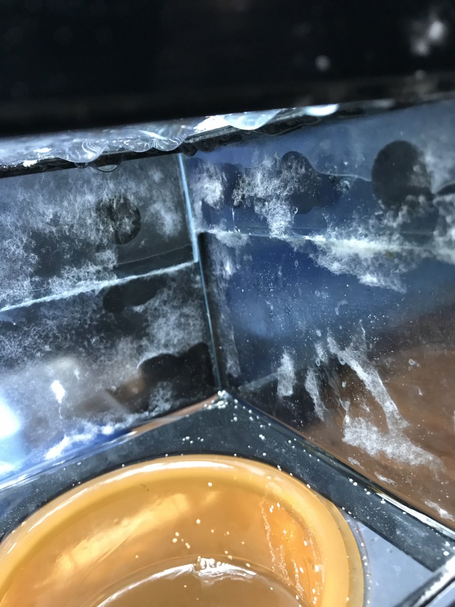 Moldy fish tank clearance