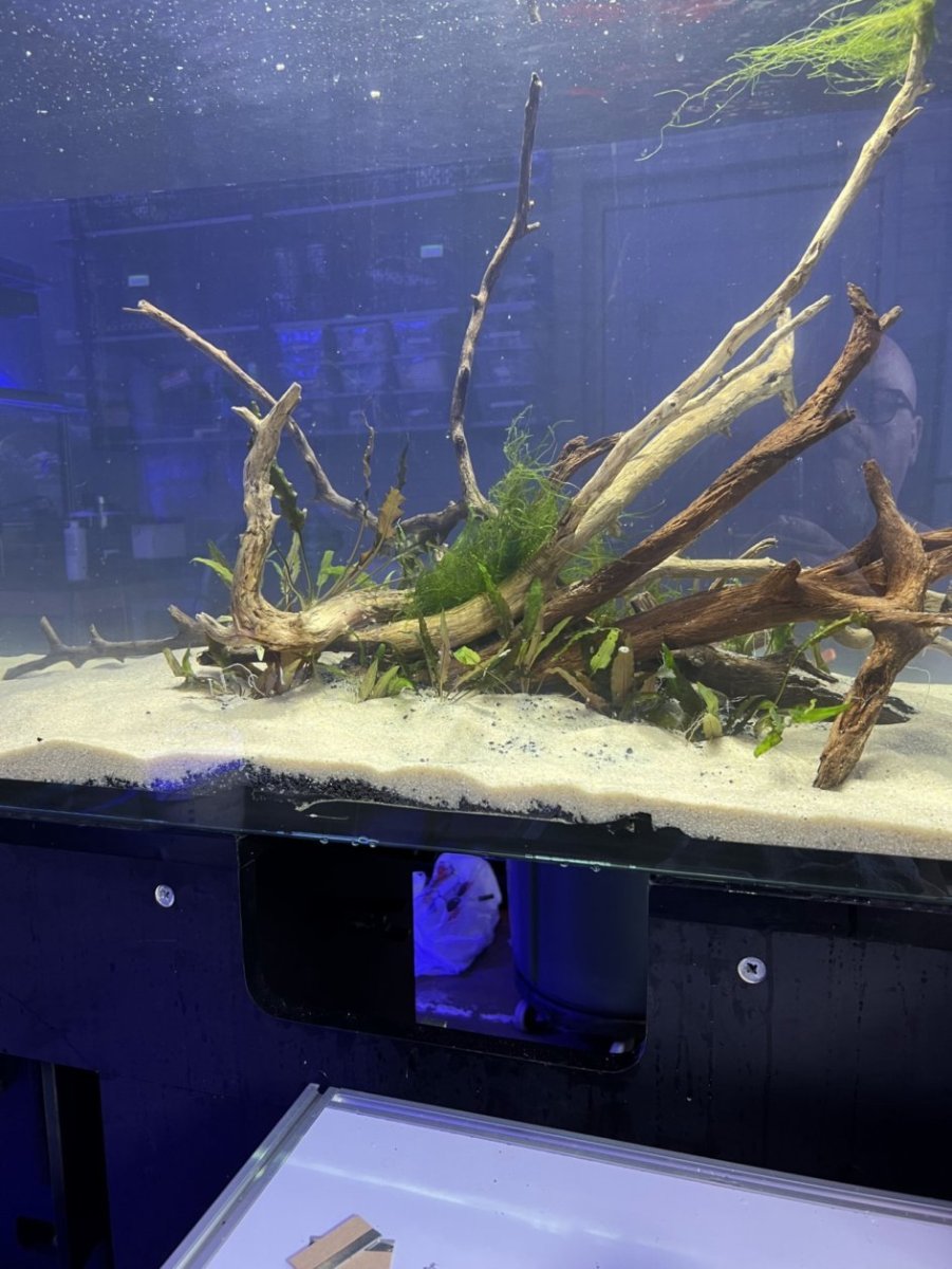 525planteddeskview.jpg