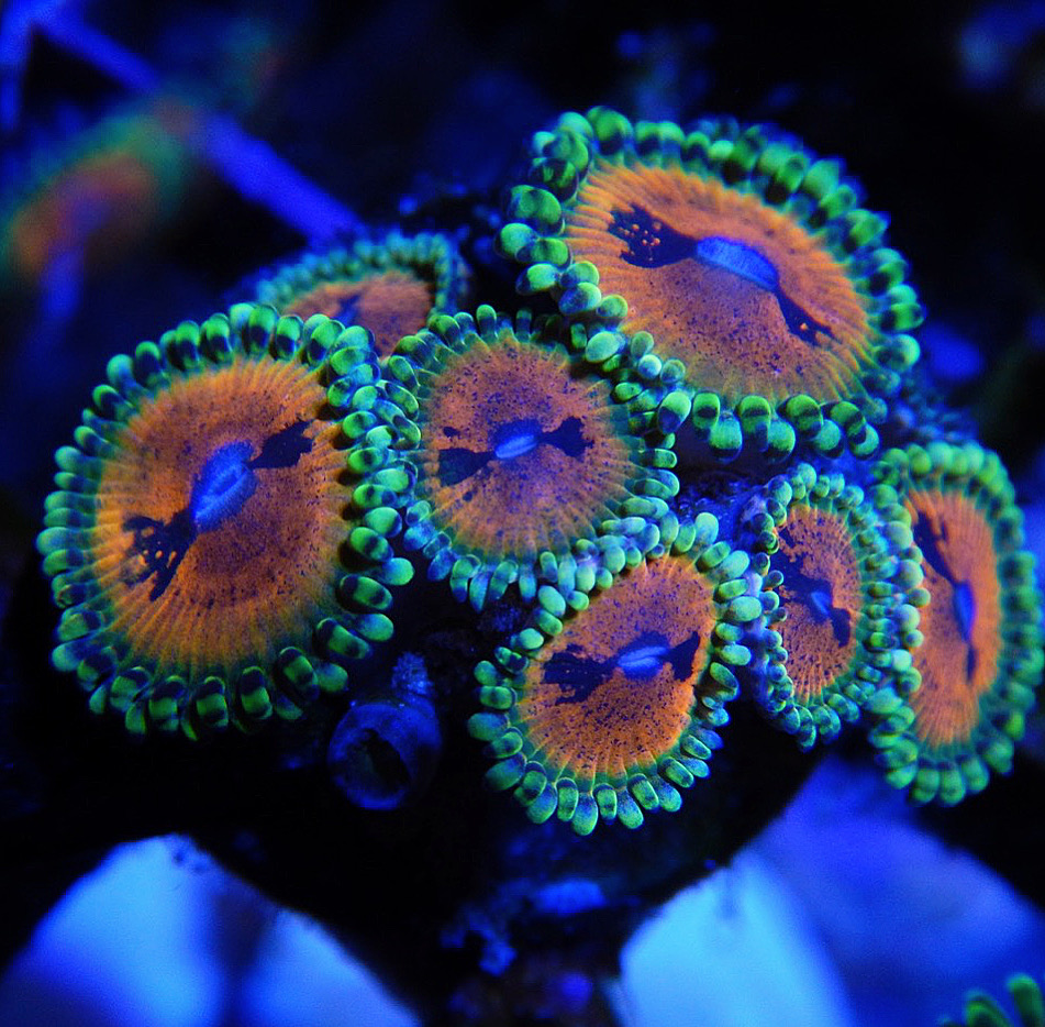 Photos of your corals | REEF2REEF Saltwater and Reef Aquarium Forum