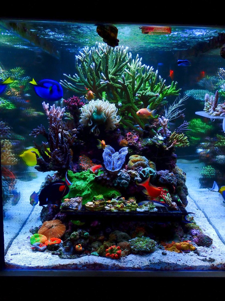 Build Thread - Alex's Mixed Reef from Singapore | Page 11 | REEF2REEF ...