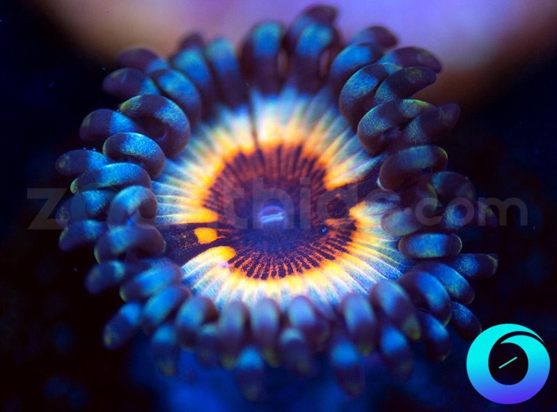 53-55-Solar-Flare-zoa-A108.jpg