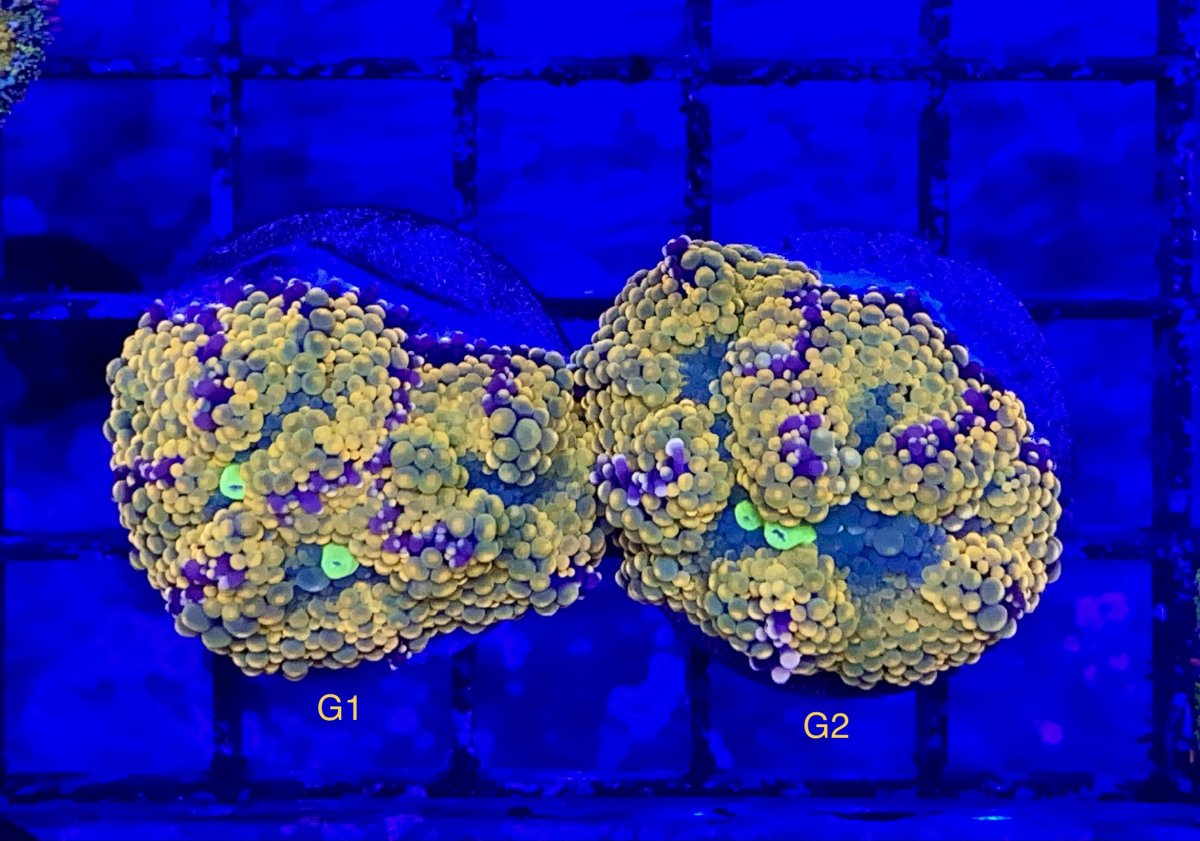 53C02CA6-2B93-417E-B54A-B7D8F64046BF.jpeg