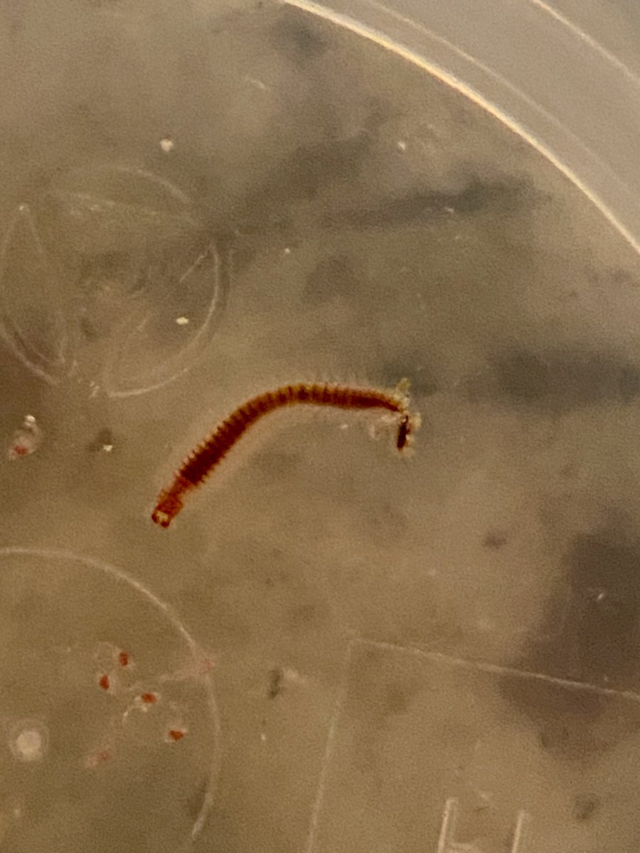 What kind of worm is this?  REEF2REEF Saltwater and Reef Aquarium Forum