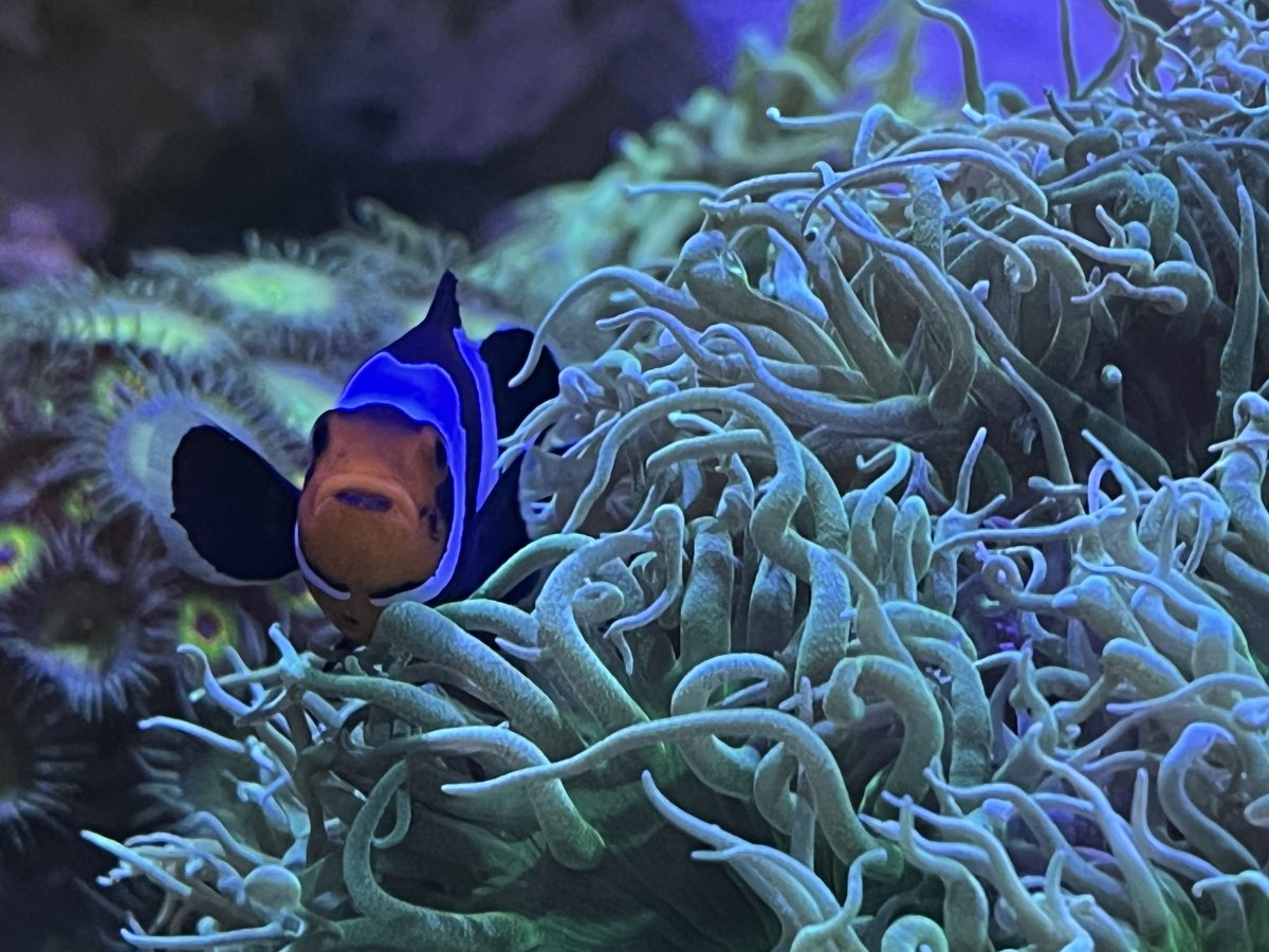 We all have that one fish that loves to photo bomb… which one is yours ...