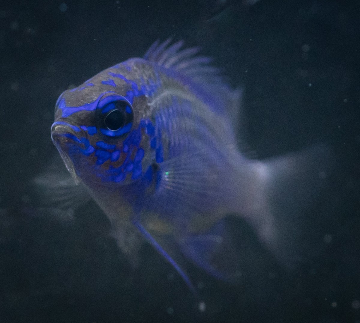 Disease or not? | Reef2Reef