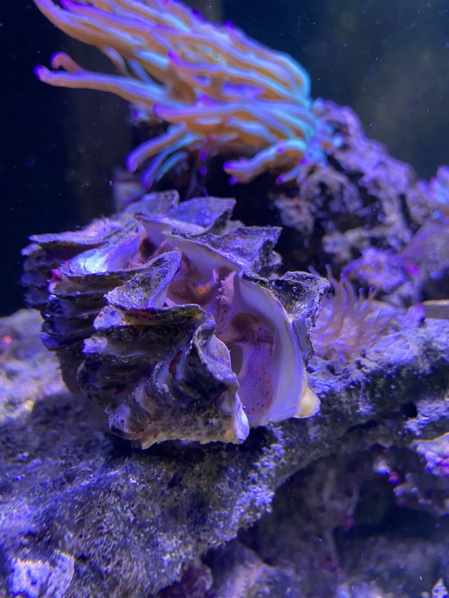 Maxima clam dying deals