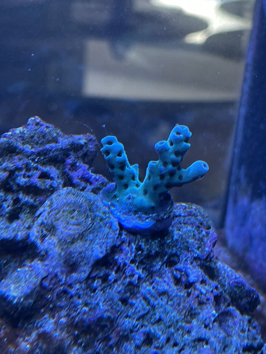 WWC 2020 Cyber Monday Cookie Monster Grow Out Contest ...