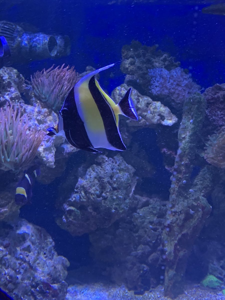 Reef2reef Moorish Idol