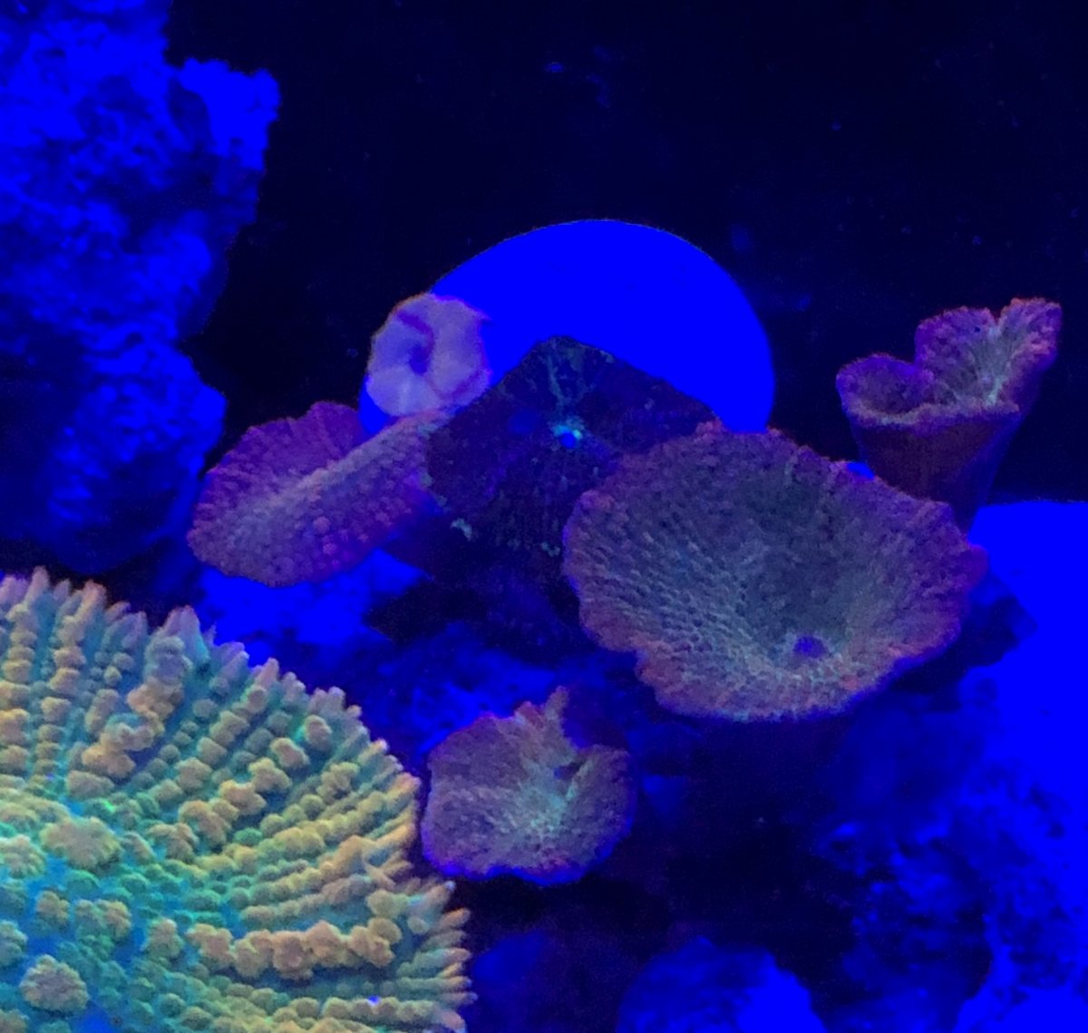 ID this mushroom please. | REEF2REEF Saltwater and Reef Aquarium Forum