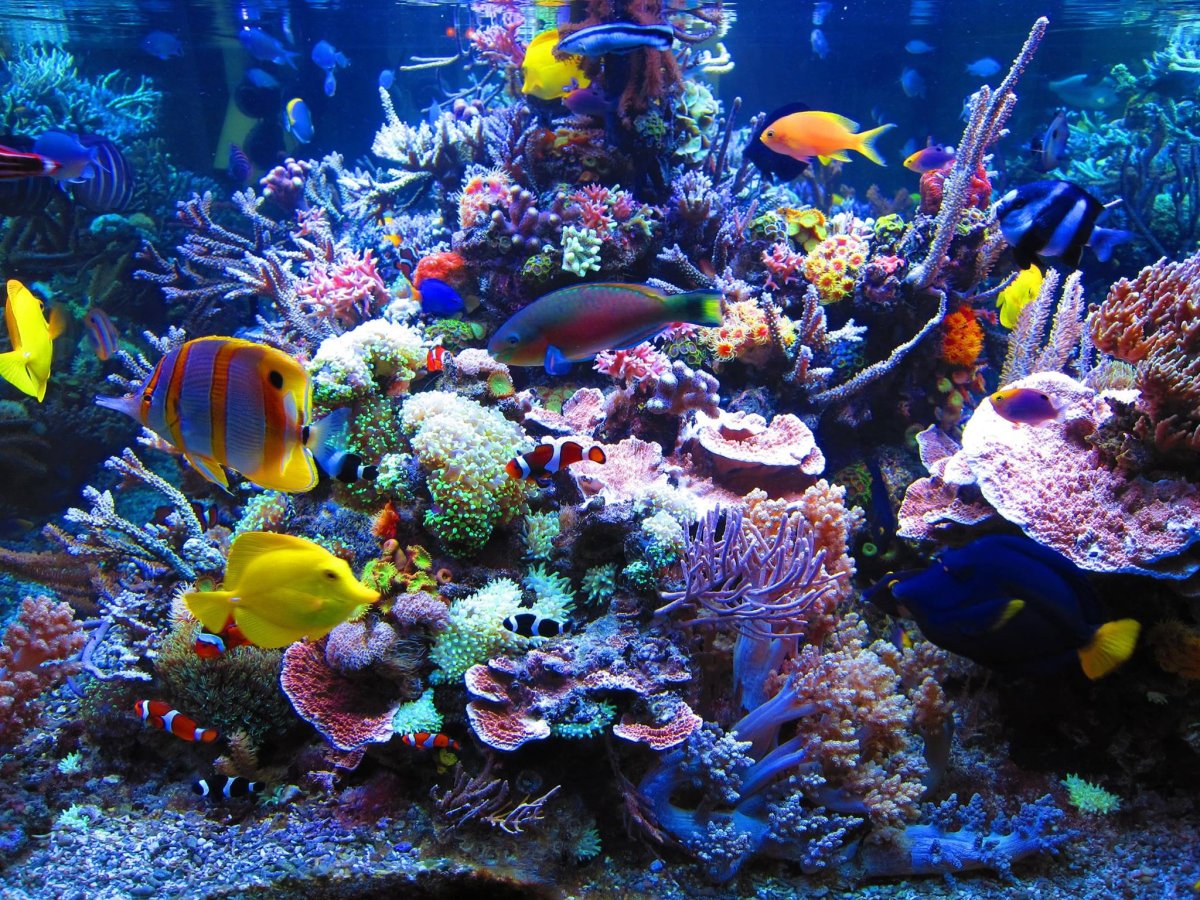 57-578328_live-fish-aquarium-wallpaper.jpg