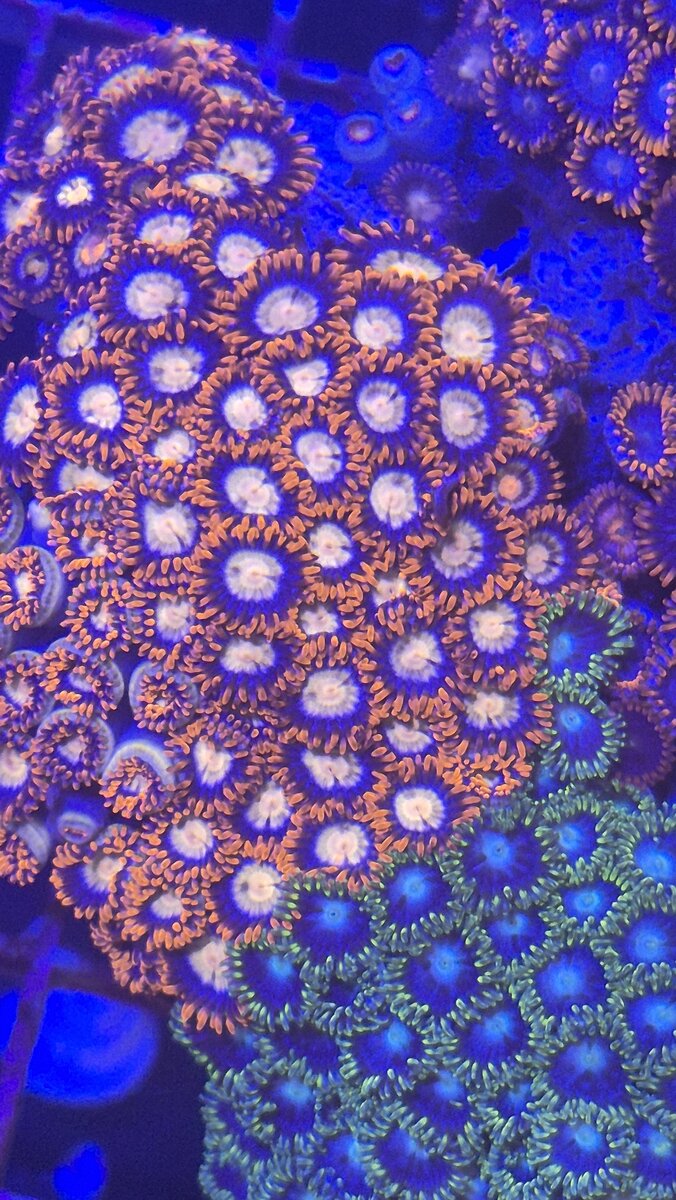 ZOA 　　　　　　　　　　　　　　　　　Z.O.A WWC_Lemon_Chaser_Zoanthids_600