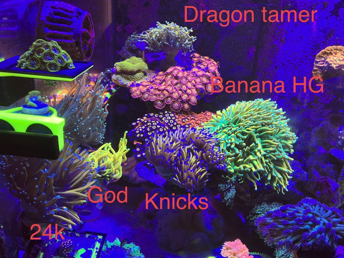 Welcome to my (near) Zero Maintenance Reef! | Page 14 | Reef2Reef