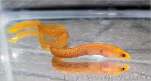 Golden Dwarf Moray Eel | REEF2REEF Saltwater and Reef Aquarium Forum