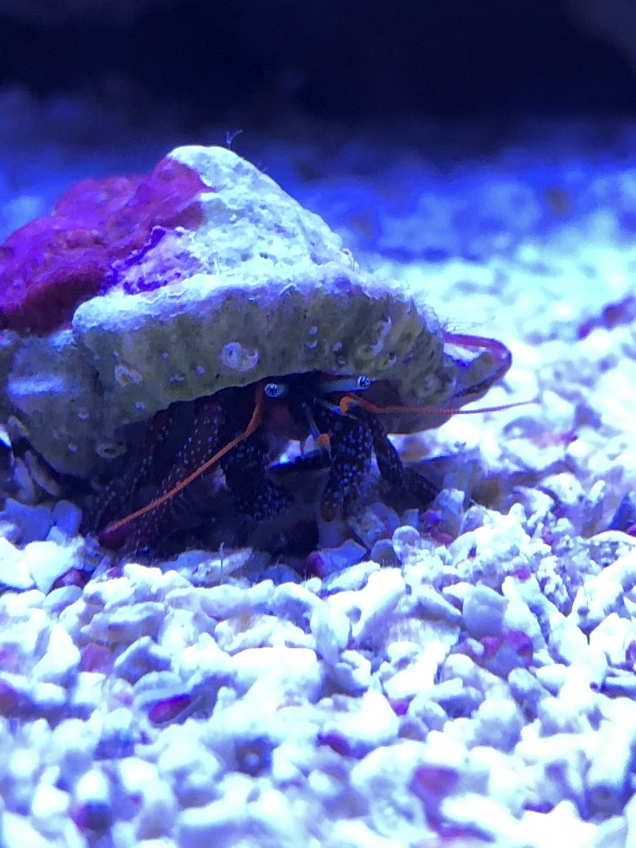 Crab show off thread (Crab Brag) | REEF2REEF Saltwater and Reef ...