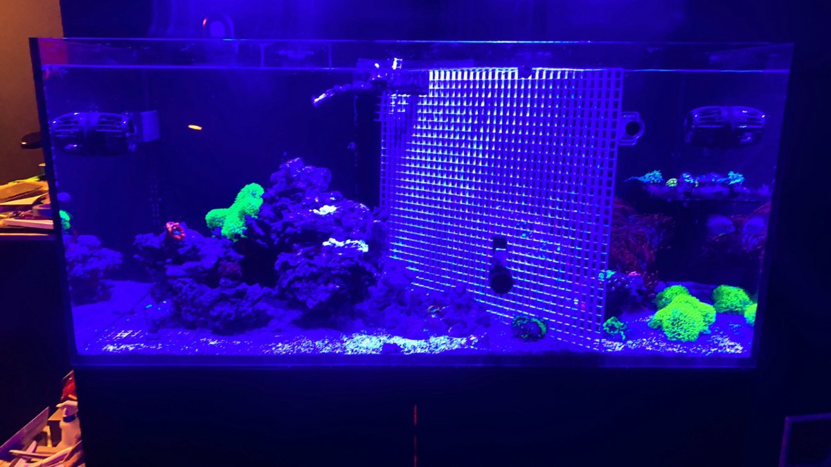 Build Thread - Just add water Red Sea 425 XL / WrasseTasic | Page 88 ...